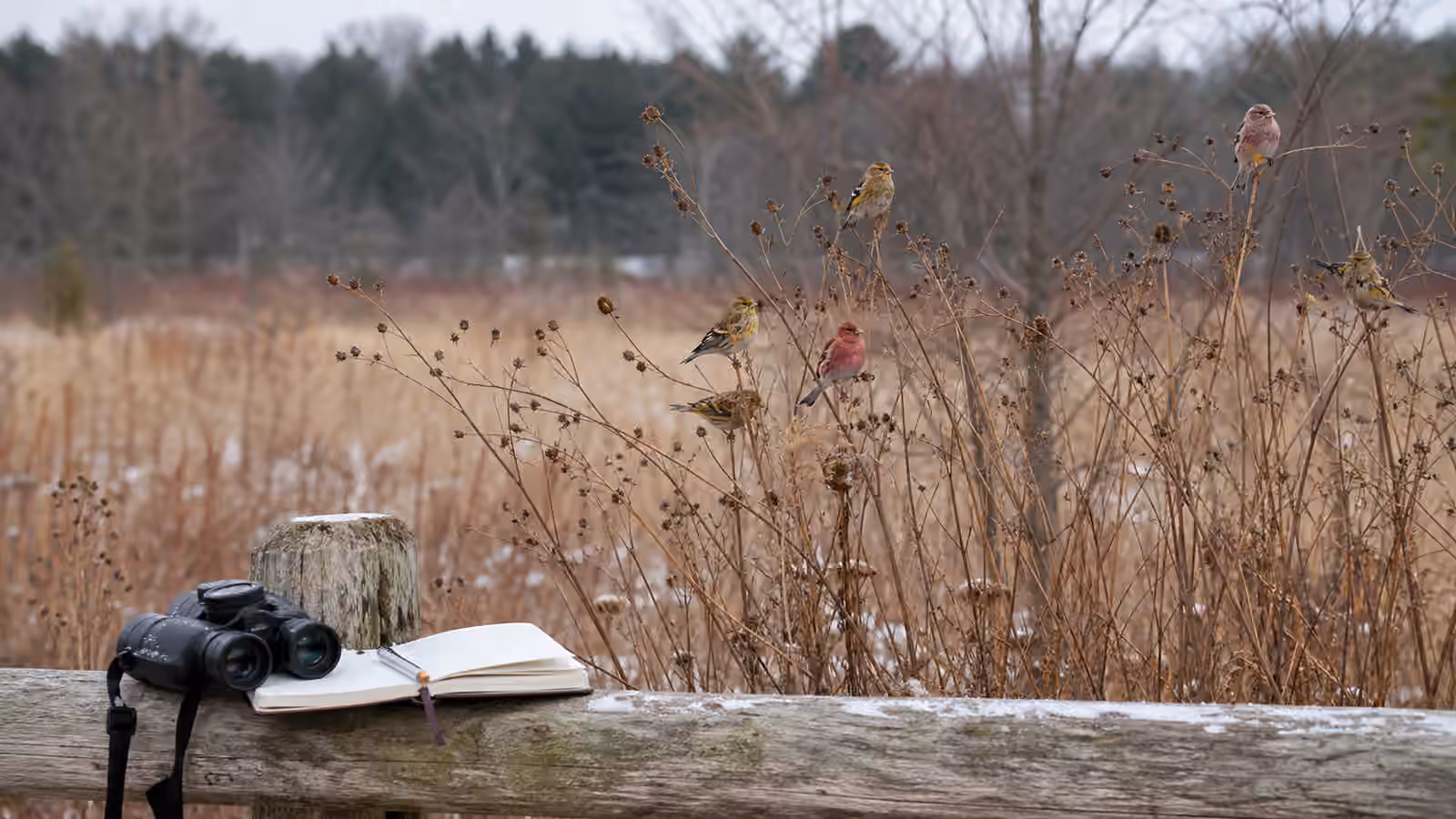 Small seed-eating birds feeding among dry seed heads near binoculars and a blank field notebook on a fence rail.