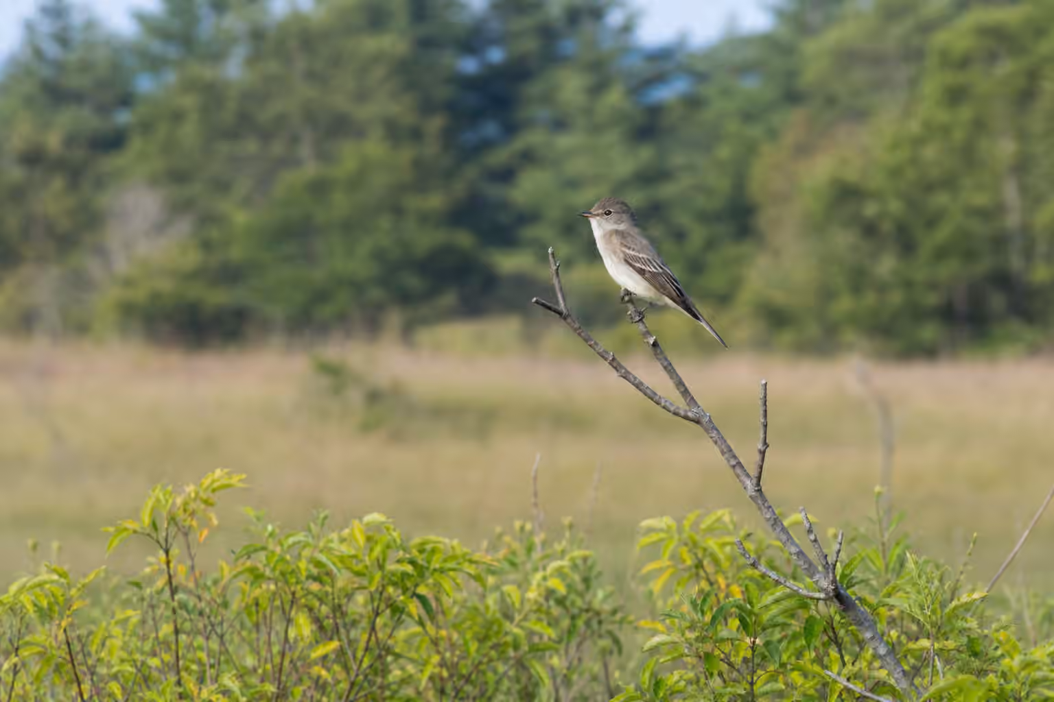 A small muted flycatcher perched upright on a twig at a woodland edge in soft morning light.