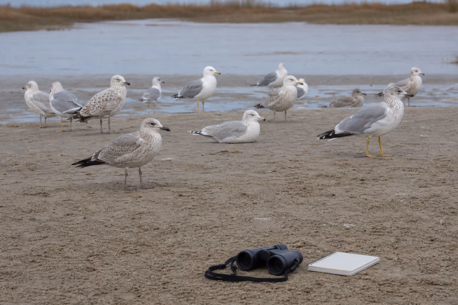 A mixed-age flock of gulls resting on a quiet sandbar beside binoculars and a blank field notebook.
