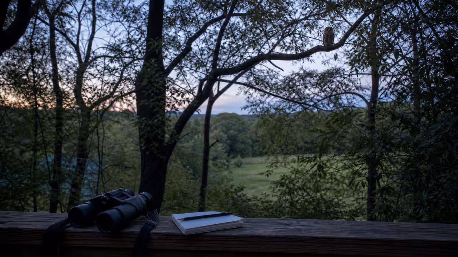 A quiet dusk woodland edge with binoculars, a blank notebook, and an owl perched high in distant branches.