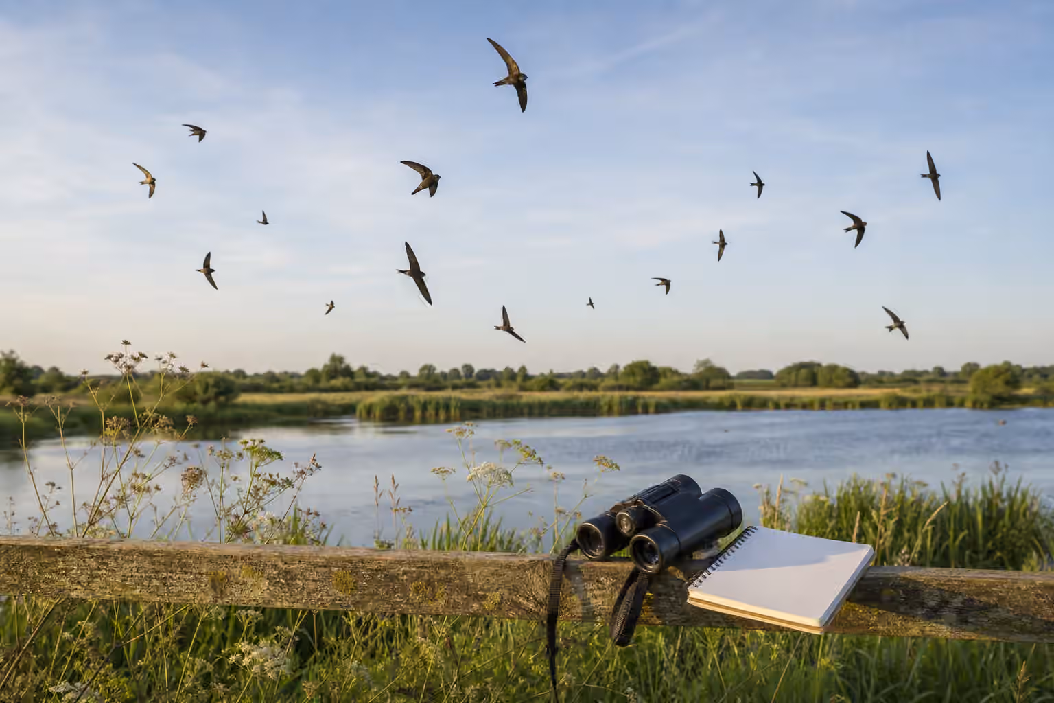 Swallows and swift-like birds flying over a pond and meadow edge with binoculars and a blank notebook on a fence rail.