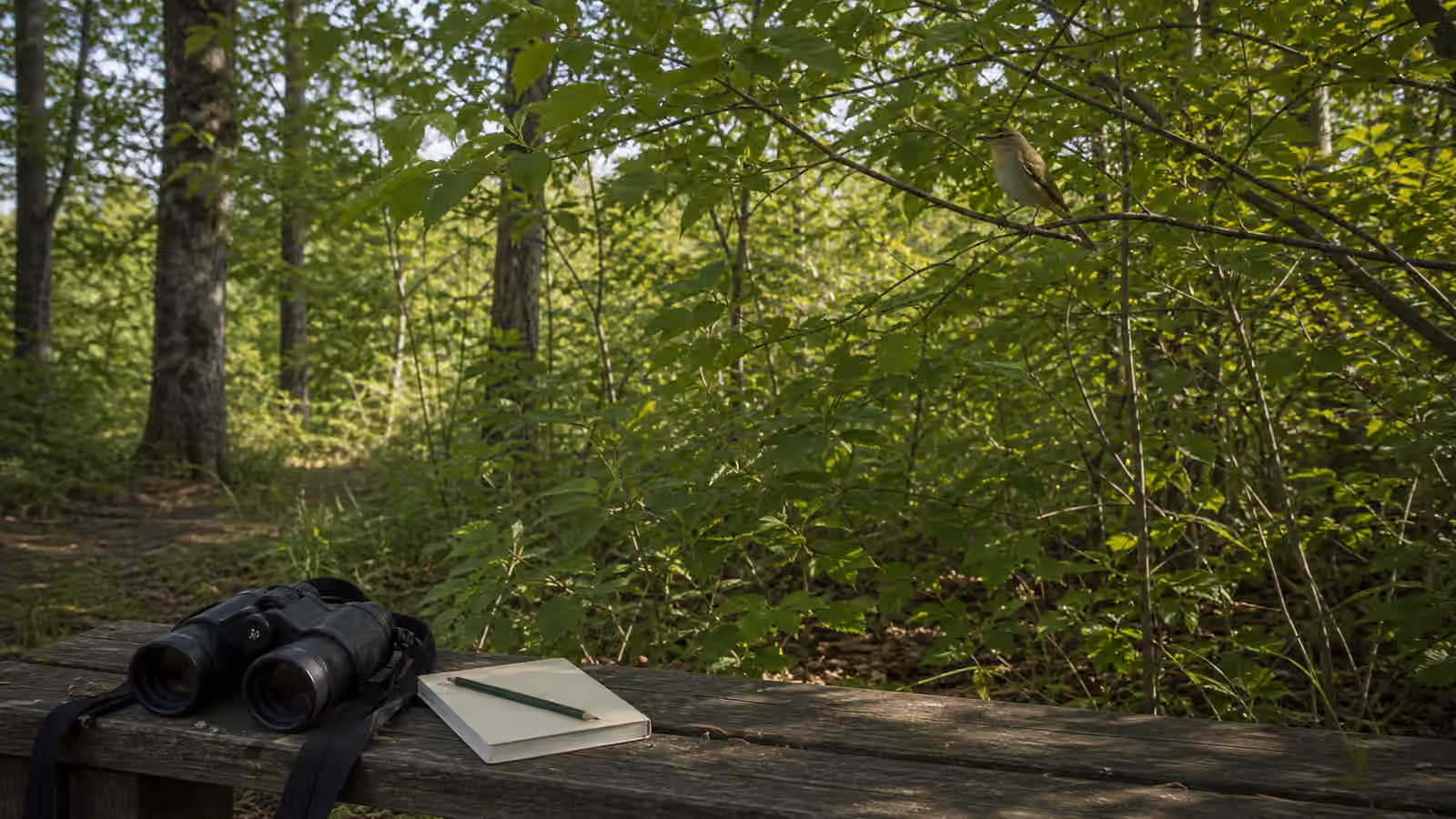 A small greenish songbird partly hidden in leafy woodland canopy above binoculars and a blank notebook on a bench.