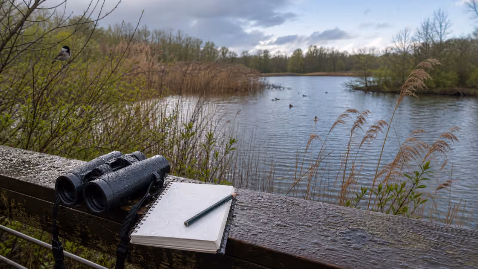 A wet pond overlook with binoculars, a blank notebook, reeds bending in wind, and distant birds on the water.