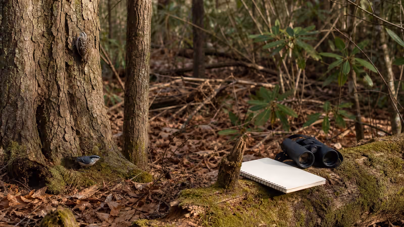 A woodland floor with textured tree trunks, brushy cover, binoculars, a blank notebook, and small birds near bark and low leaves.
